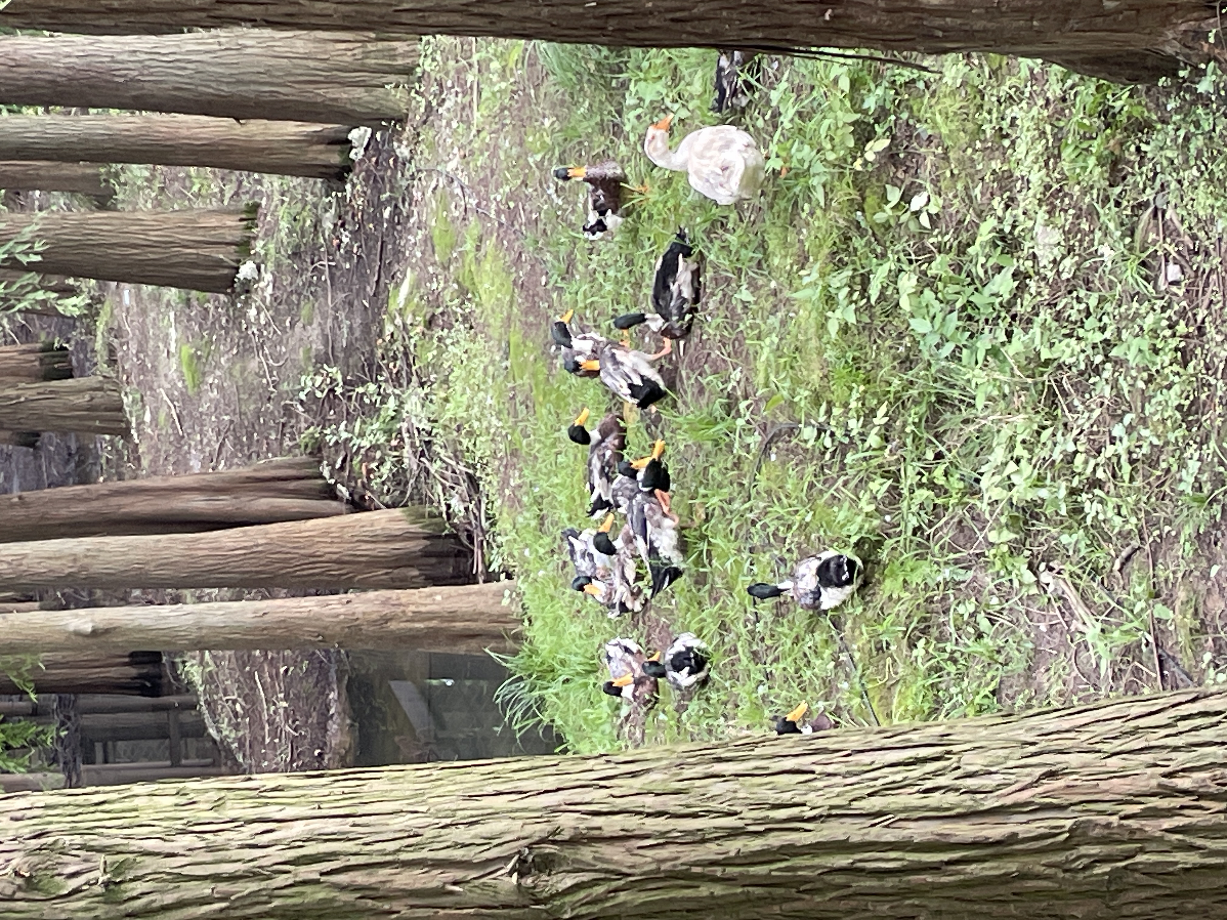 IMG_1084.jpeg