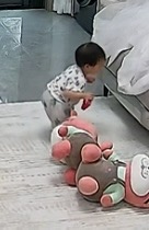 小海豚人生第一步