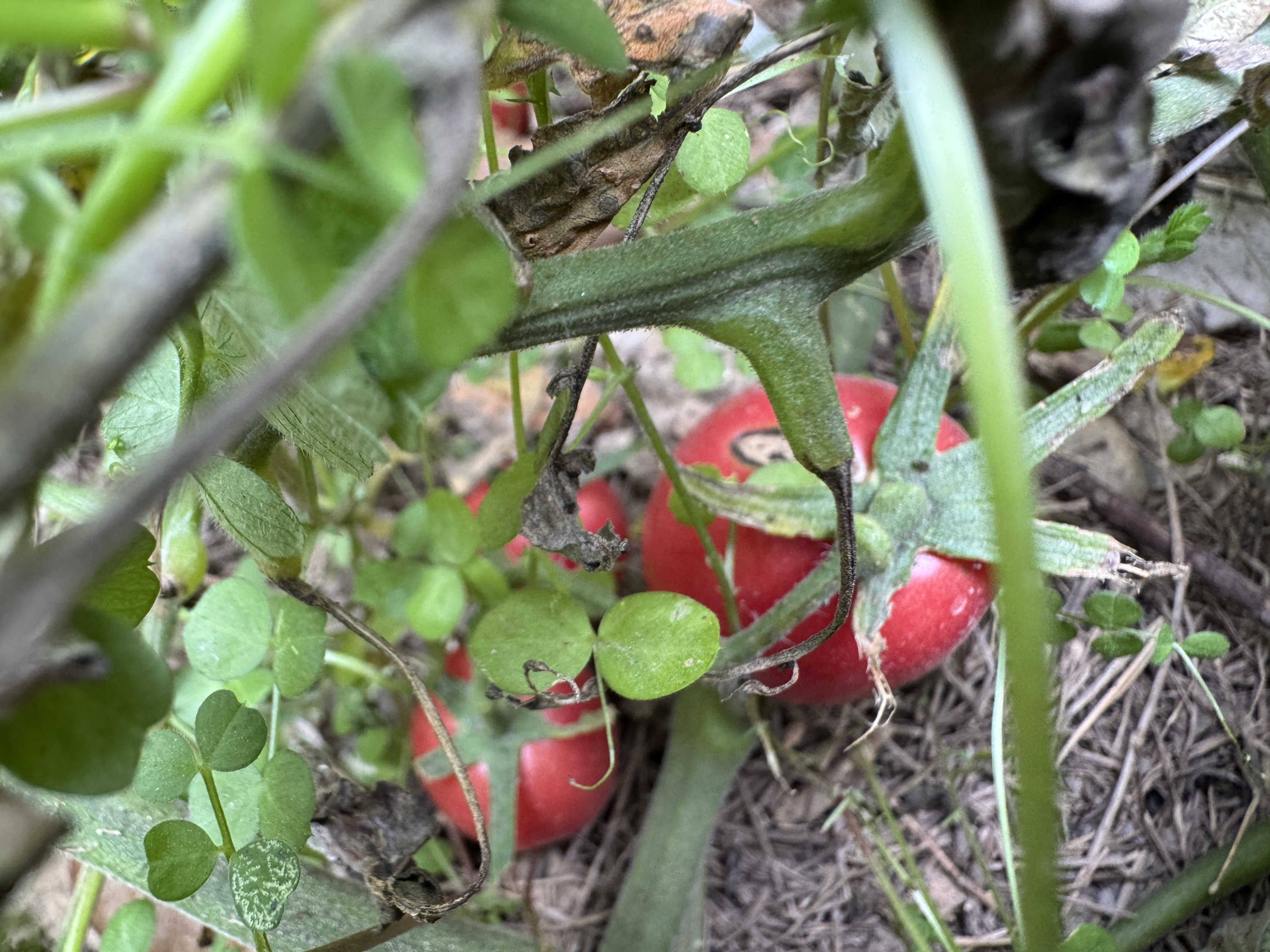 IMG_8018.jpeg